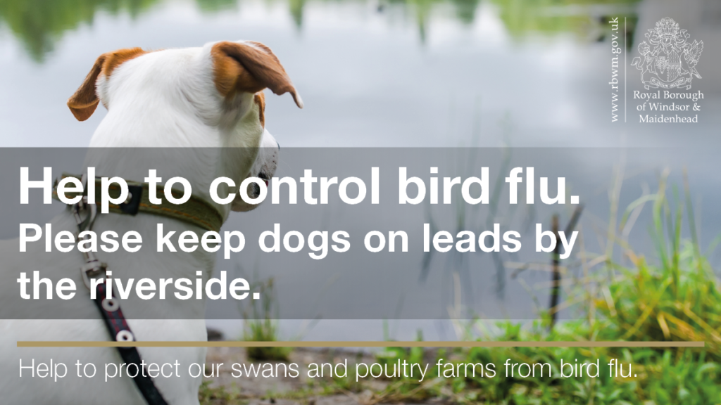 RBWM Help control bird flu image