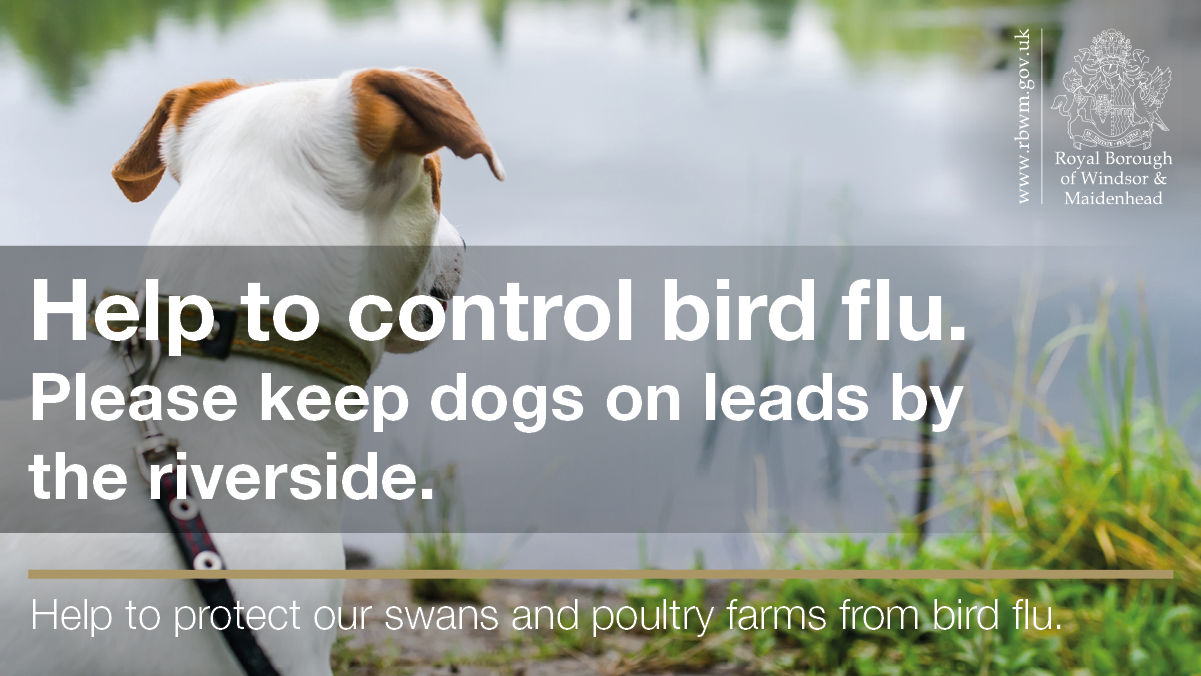 Help Control Bird Flu